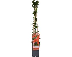 Vuurdoorn - 60-80 cm hoog - Rood