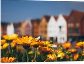 PVC Schuimplaat - Geel Bloemenveld voor Rij Amsterdamse Grachtenpanden - 80x60 cm Foto op PVC Schuimplaat (Met Ophangsysteem)