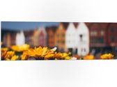 PVC Schuimplaat - Geel Bloemenveld voor Rij Amsterdamse Grachtenpanden - 90x30 cm Foto op PVC Schuimplaat (Met Ophangsysteem)