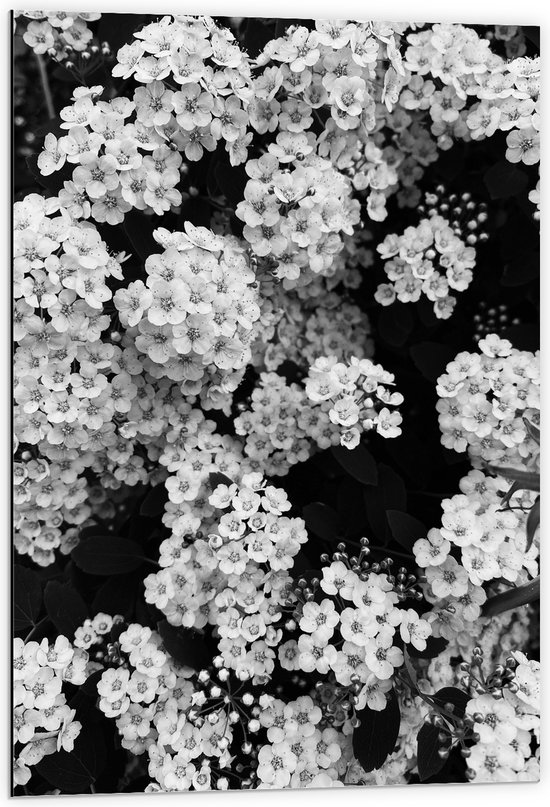 Dibond - Dicht Begroeide Bloemen Struik (Zwart- wit) - 60x90 cm Foto op Aluminium (Wanddecoratie van metaal)