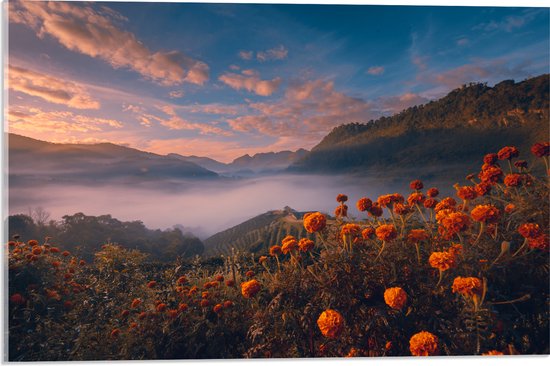 Acrylglas - Oranje Bloemenveld boven Wolkendek op Bergen - 60x40 cm Foto op Acrylglas (Wanddecoratie op Acrylaat)