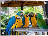 Tuinposter – Vijf Papegaaien bij Elkaar onder Rieten Parasol - 40x30 cm Foto op Tuinposter (wanddecoratie voor buiten en binnen)