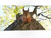 WallClassics - PVC Schuimplaat- Rode Eekhoorn liggend op een Boom - 100x50 cm Foto op PVC Schuimplaat