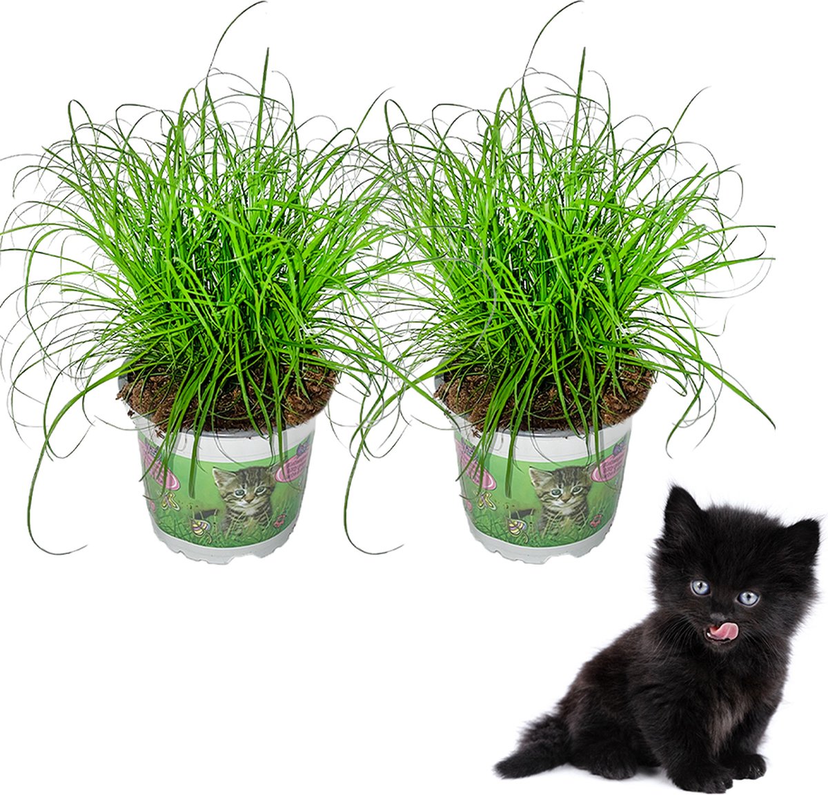 YouFlowers - Cyperus - Kattengras - 2 stuks - Ø 12 cm - Hoogte: 25-30 cm - Plant - Kamerplant - Diervriendelijk