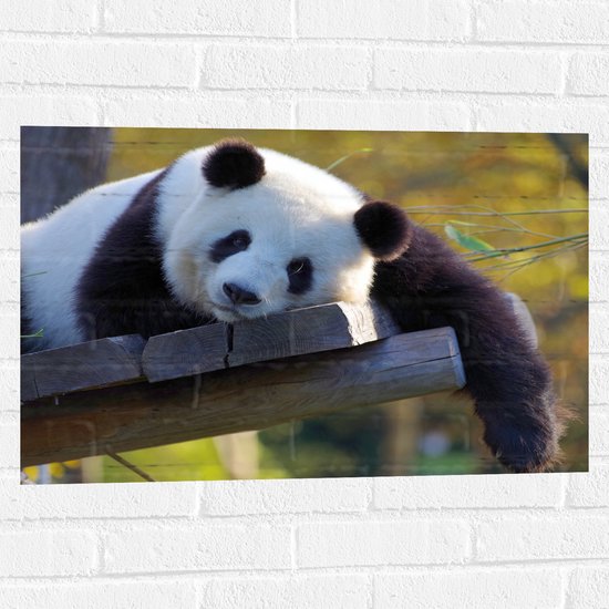 WallClassics - Muursticker - Panda au repos sur une terrasse en bois - 75x50 cm Photo sur Muursticker