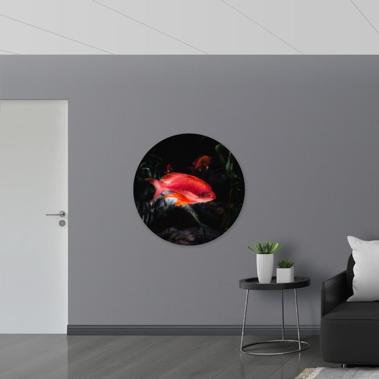 WallClassics - Muursticker Cercle - Poisson Rouge Nagant dans l'étang - 100x100 cm Photo sur Muursticker