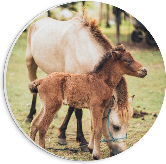 PVC Schuimplaat Muurcirkel - Veulen met Moeder in Groen Grasveld - 20x20 cm Foto op Muurcirkel (met ophangsysteem)