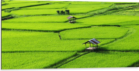 Dibond - Houten Hutjes in Grote Groene Rijstvelden in Vietnam - 100x50 cm Foto op Aluminium (Met Ophangsysteem)