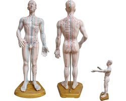 Acupunctuur en meridianen model (man, 50 cm)