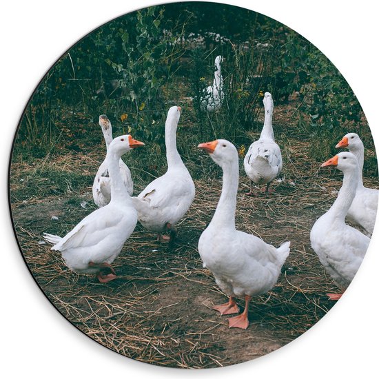 Dibond Muurcirkel - Ganzen in een Groepje in het Grasveld - 30x30 cm Foto op Aluminium Muurcirkel (met ophangsysteem)