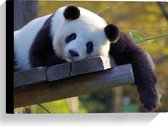 WallClassics - Canvas - Uitrustende Panda op Houten Vlonder - 40x30 cm Foto op Canvas Schilderij (Wanddecoratie op Canvas)