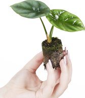 PLNTS - Baby Alocasia Sinuata - Kamerplant - Stekplantje 3 cm - Hoogte 10 cm