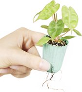 PLNTS - Baby Philodendron Billietiae - Kamerplant - Stekplantje 4 cm - Hoogte 10 cm