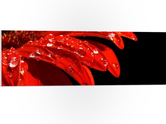 PVC Schuimplaat- Druppels op Rand van Bladeren van Rode Bloem - 90x30 cm Foto op PVC Schuimplaat