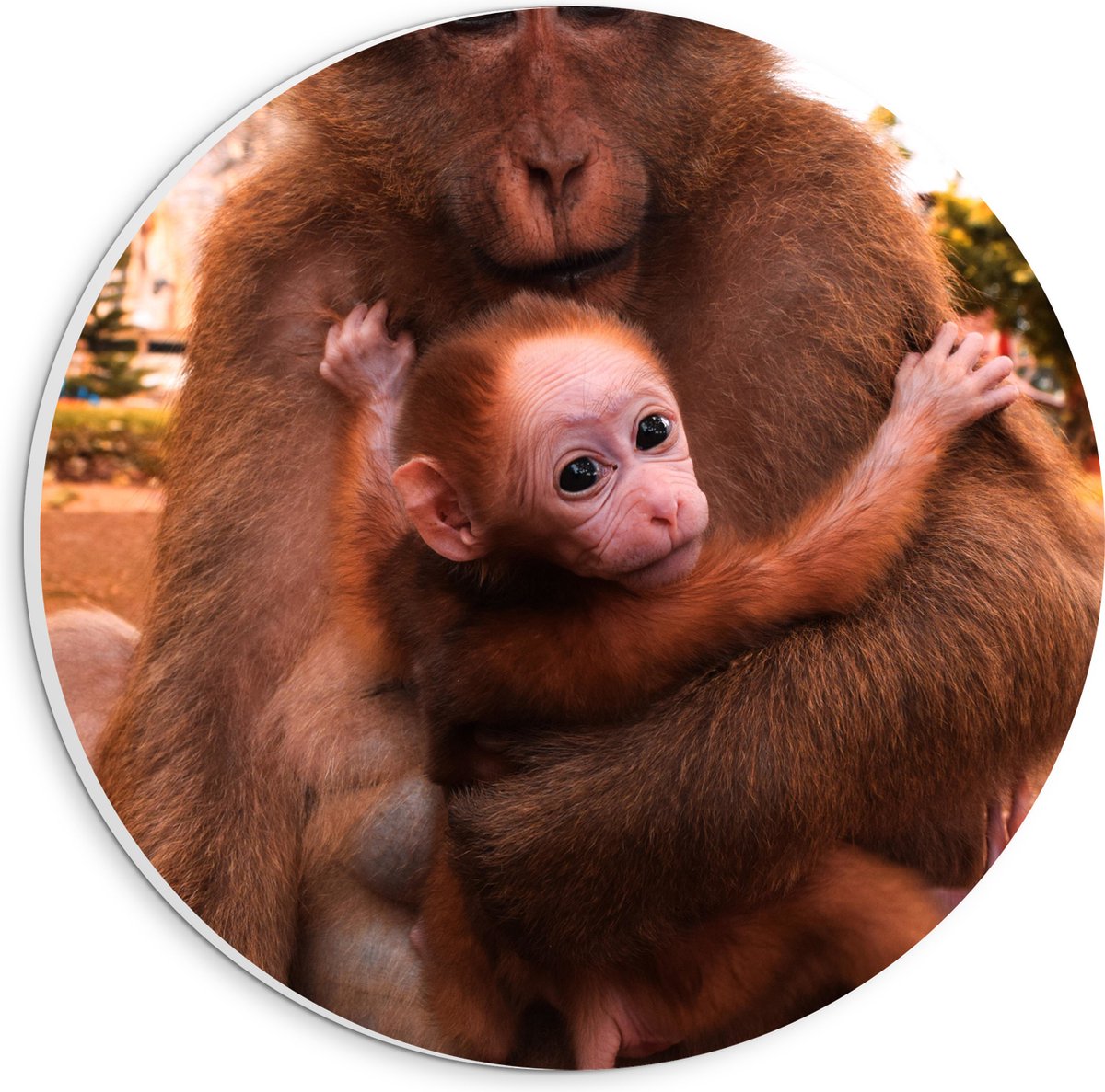 PVC Schuimplaat Muurcirkel - Bange Baby Aap Hangend in Armen van Moeder Aap - 20x20 cm Foto op Muurcirkel (met ophangsysteem)