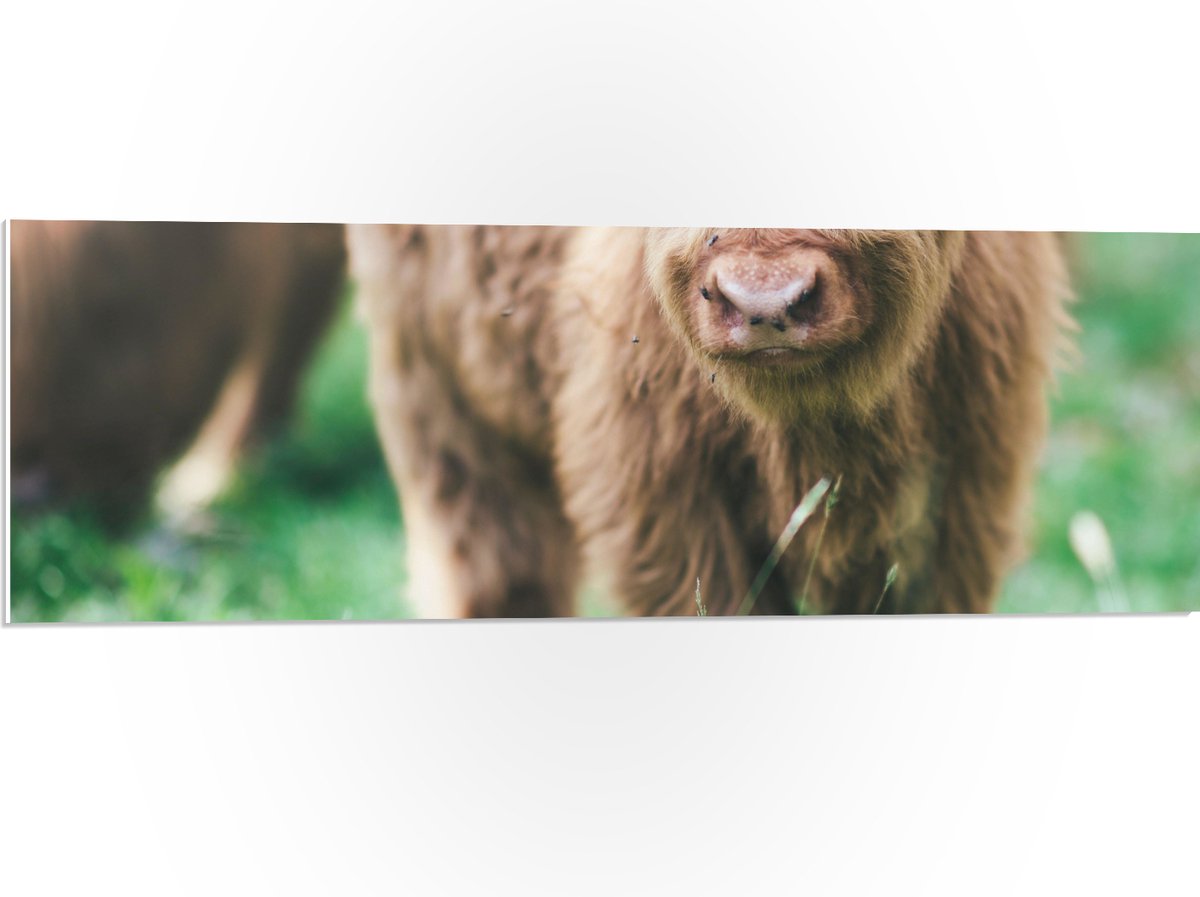PVC Schuimplaat - Baby Schotse Hooglander met Oornummers - 90x30 cm Foto op PVC Schuimplaat (Met Ophangsysteem)