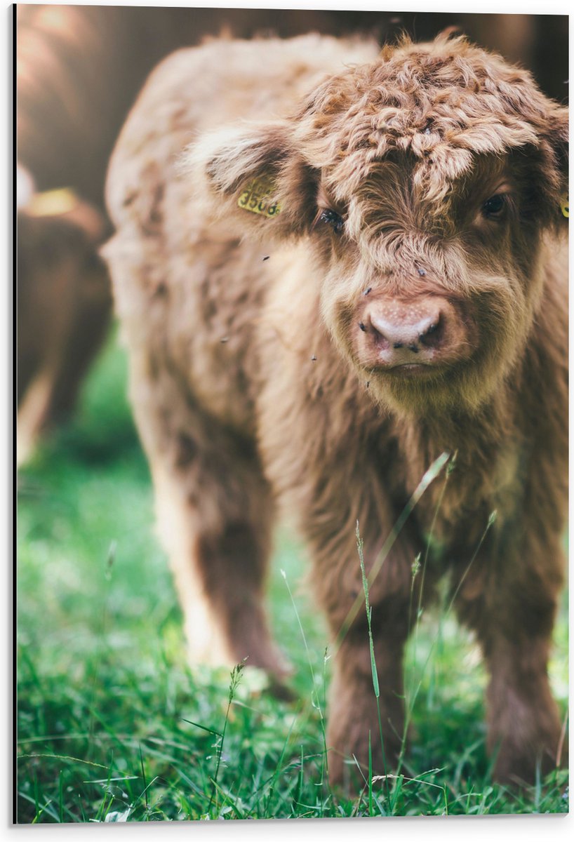 Dibond - Baby Schotse Hooglander met Oornummers - 40x60 cm Foto op Aluminium (Wanddecoratie van metaal)