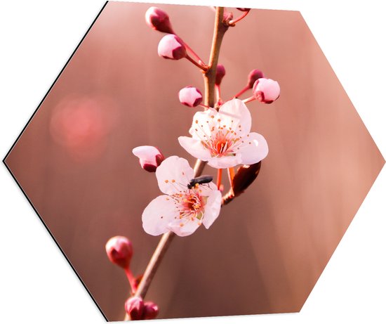 Dibond Hexagon - Tak met Roze Sakura Bloemen - 70x60.9 cm Foto op Hexagon (Met Ophangsysteem)