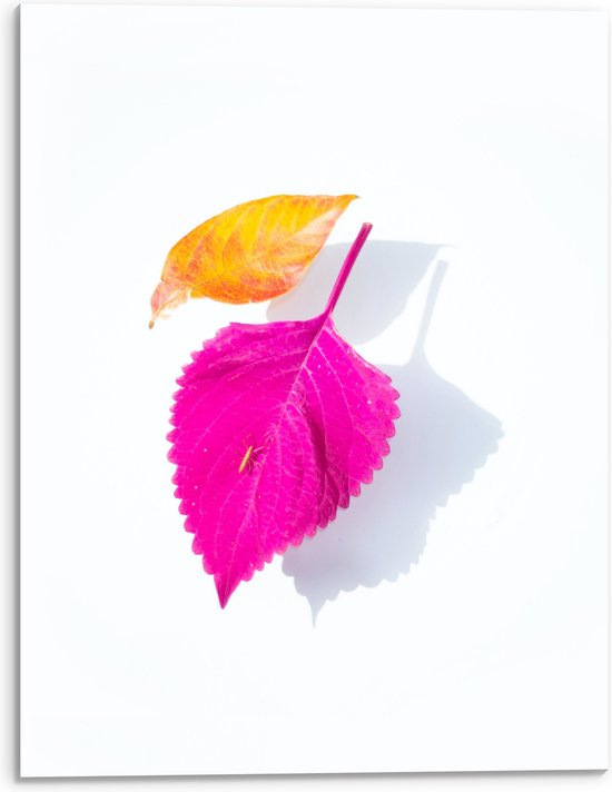 Acrylglas - Oranje en Roze Bladeren op Witte Achtergrond - 30x40 cm Foto op Acrylglas (Met Ophangsysteem)