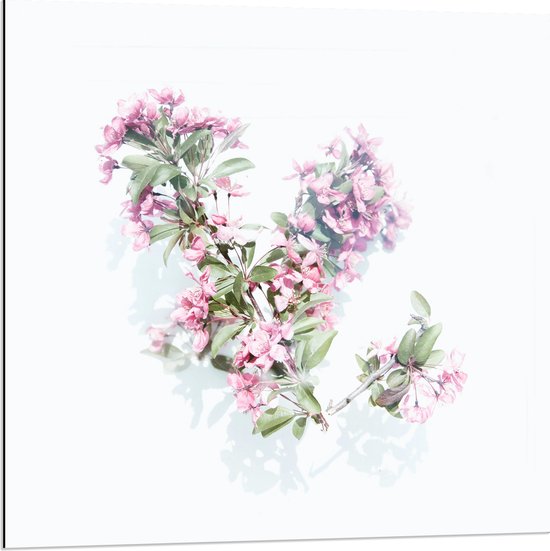 Dibond - Paars Bloemenstruikje tegen Witte Achtergrond - 80x80 cm Foto op Aluminium (Wanddecoratie van metaal)