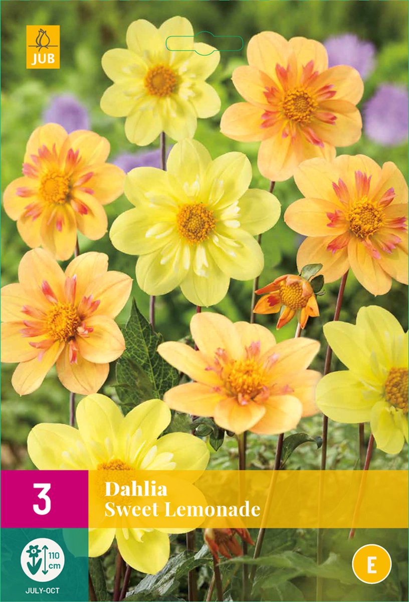 Dahlia Sweet Lemonade - 3st - Bloembollen - JUB Holland