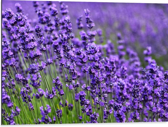 Dibond - Lavendel Planten op een Grasveld - 80x60 cm Foto op Aluminium (Met Ophangsysteem)