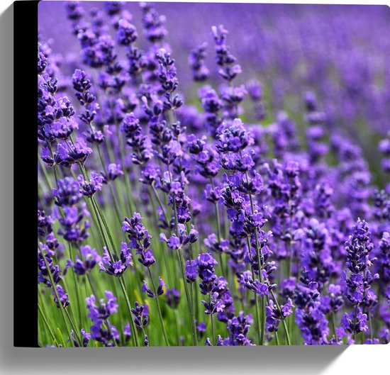 Canvas - Lavendel Planten op een Grasveld - 30x30 cm Foto op Canvas Schilderij (Wanddecoratie op Canvas)
