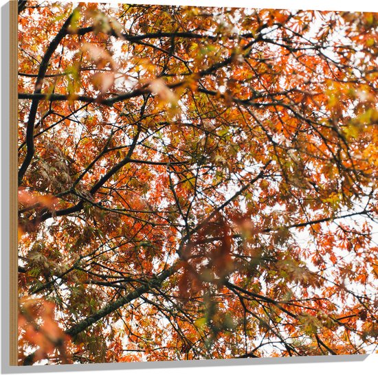 Hout - Herfst Bladeren in een Boom - 80x80 cm - 9 mm dik - Foto op Hout (Met Ophangsysteem)