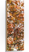 Hout - Herfst Bladeren in een Boom - 30x90 cm - 9 mm dik - Foto op Hout (Met Ophangsysteem)