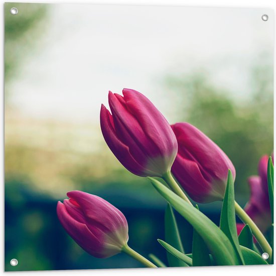 WallClassics - Tuinposter – Zijaanzicht van Roze Tulpen in Groene Omgeving - 80x80 cm Foto op Tuinposter (wanddecoratie voor buiten en binnen)