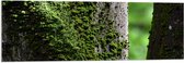Acrylglas - Mos op een Boom - 120x40 cm Foto op Acrylglas (Met Ophangsysteem)