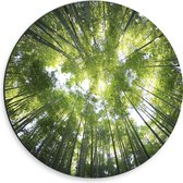 WallClassics - Dibond Muurcirkel - Onderaanzicht van Zonlichtstralen door Bomen - 30x30 cm Foto op Aluminium Muurcirkel (met ophangsysteem)