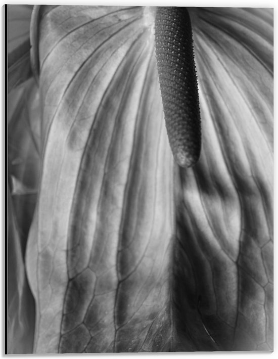 Dibond - Spathiphyllum Cochlearspathum Bloem - Zwart/Wit - 30x40 cm Foto op Aluminium (Met Ophangsysteem)
