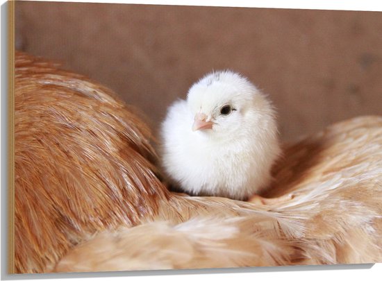 WallClassics - Hout - Wit Kuikentje op Rug van Kip - 100x75 cm - 9 mm dik - Foto op Hout (Met Ophangsysteem)