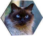 WallClassics - Dibond Hexagon - Siameese Kat - 30x26.1 cm Foto op Hexagon (Met Ophangsysteem)