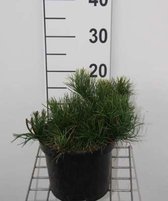 Pinus mugo 'Pumilio' - Bergden 20 - 30 cm in pot