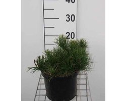 Pinus mugo 'Pumilio' - Bergden 20 - 30 cm in pot
