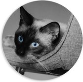 WallClassics - PVC Schuimplaat Muurcirkel - Zwart Wit Foto van Siamese Kat - 60x60 cm Foto op Muurcirkel (met ophangsysteem)