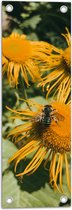 WallClassics - Poster de Jardin - Plante Oeil de Vache - 20x60 cm Photo sur Poster de Jardin (décoration murale pour l'extérieur et l'intérieur)