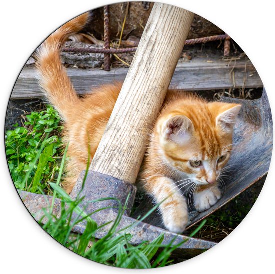 WallClassics - Dibond Muurcirkel - Kitten in de Tuin - 70x70 cm Foto op Aluminium Muurcirkel (met ophangsysteem)