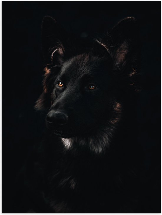 WallClassics - Poster Glanzend – Zwarte Hond met Zwarte Achtergrond - 75x100 cm Foto op Posterpapier met Glanzende Afwerking
