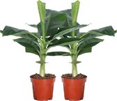 Kamerplanten van Botanicly – 2 × Bananen plant – Hoogte: 25 cm – Musa Tropicana