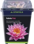 Waterlelie - Fabiola Pink - Roze - Voor in vijver of aquarium