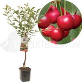 Prunus cerasus Morel | zure kers | laagstam
