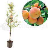 Abrikozenboom - Prunus armeniaca Tros Oranje - Abrikoos - laagstam 150cm