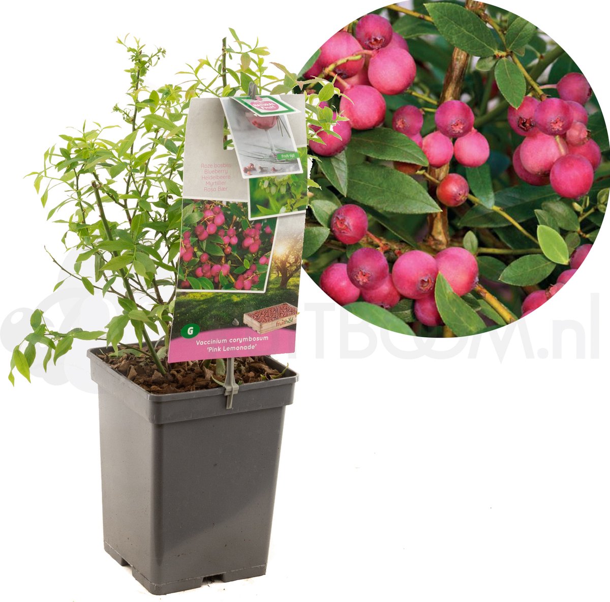 Vaccinium corymbosum Pink Lemonade