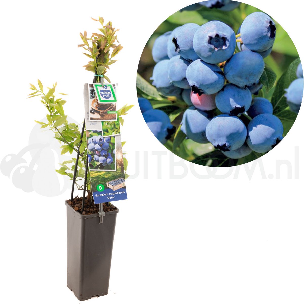 Vaccinium corymbosum Duke