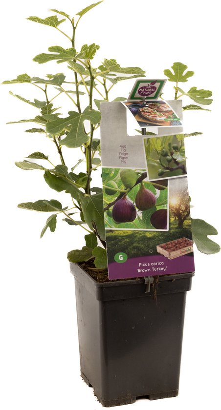 Vijg (ficus carica “Brown Turkey”)