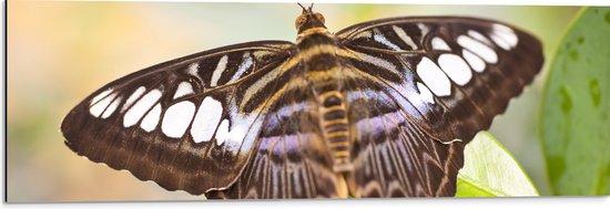 Dibond - Close-up van Parthenos Sylvia Bruine Vlinder - 90x30 cm Foto op Aluminium (Wanddecoratie van metaal)