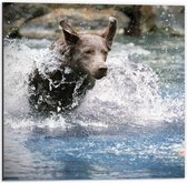 WallClassics - Dibond - Bruine Hond Rennend door het Water - 50x50 cm Foto op Aluminium (Met Ophangsysteem)